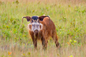 Understanding The Red River Hog: A Overview