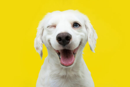 Using Scientific Evidence To Determine If Your Dog Truly Loves