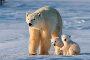 Utilizing Dna From Polar Bear Snow Tracks To Support Conservation