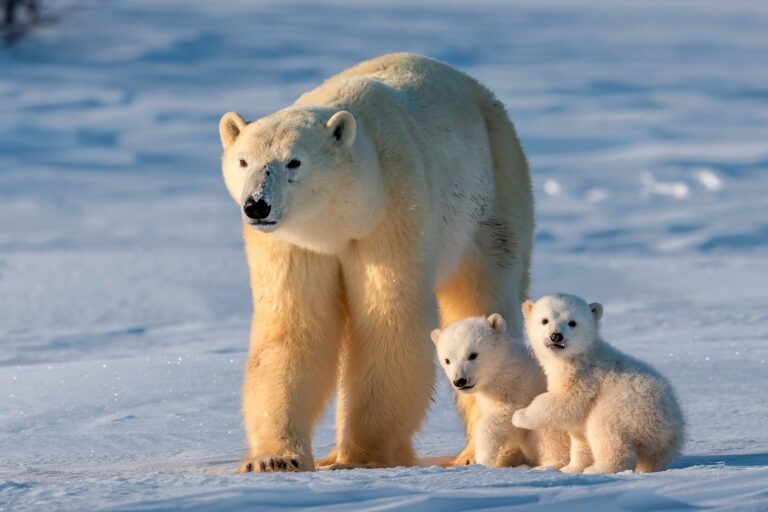 Utilizing Dna From Polar Bear Snow Tracks To Support Conservation