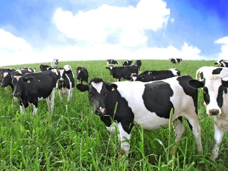 Valley Investors Achieve Unusual Goal in Battle Against Methane: Cow Burps Valley Investors Achieve Unusual Goal In Battle Against Methane: Cow