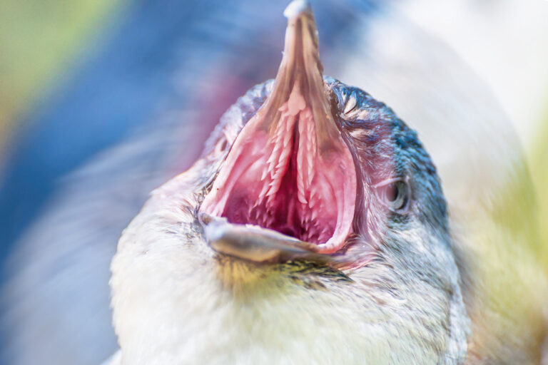 9 Bizarre Animal Mouths Found In Nature