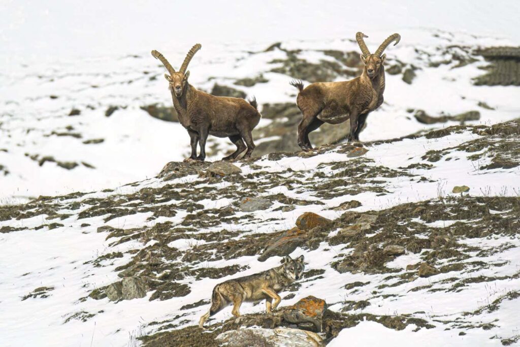 Alpine Ibex Are Becoming More Nocturnal As The Climate Warms