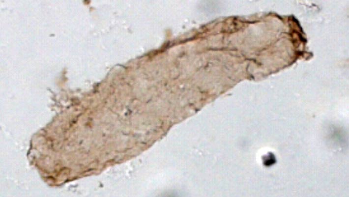 Ancient microfossils indicate photosynthesis originated 1.75 billion years ago Ancient Microfossils Indicate Photosynthesis Originated 1.75 Billion Years Ago