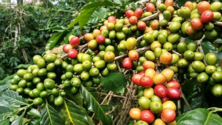 Arabica Coffee Genome Sequenced At Chromosome Scale By Scientists