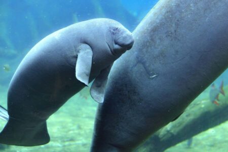 Are Freshwater Manatees Found In West Africa's Deep Waters?