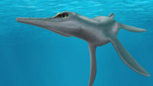 Confirmation Of A New Species Of Plesiosaur Found In The