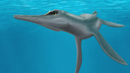 Confirmation Of A New Species Of Plesiosaur Found In The
