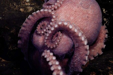 Deep Sea Submersible Discovers Four New Species Of Octopus