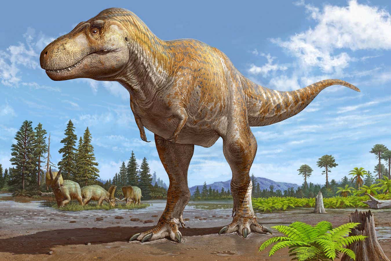 Discovery Of New Tyrannosaurus Species Through Early Fossil Findings