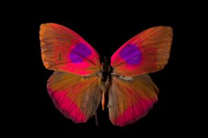 Experience The World From Different Animal Perspectives