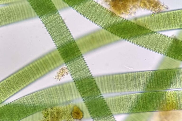 Fossils Dating Back 1.75 Billion Years Shed New Light On