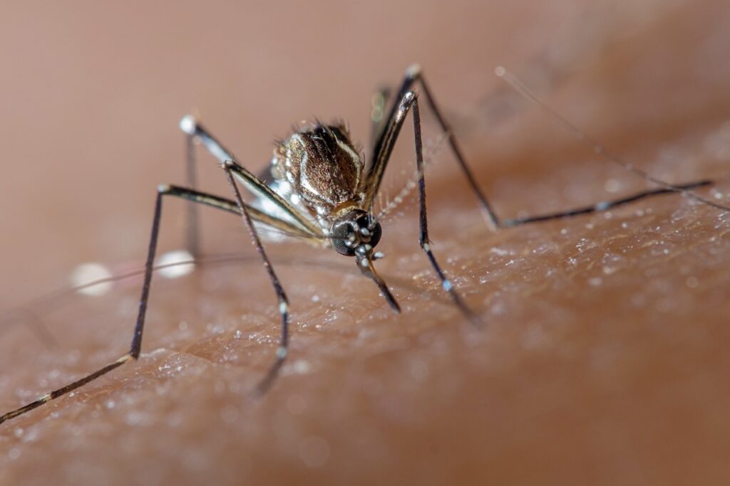 Harnessing Nature: Releasing Billions Of Engineered Mosquitoes Into The Wild