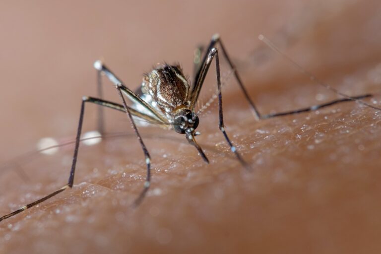 Harnessing Nature: Releasing Billions Of Engineered Mosquitoes Into The Wild