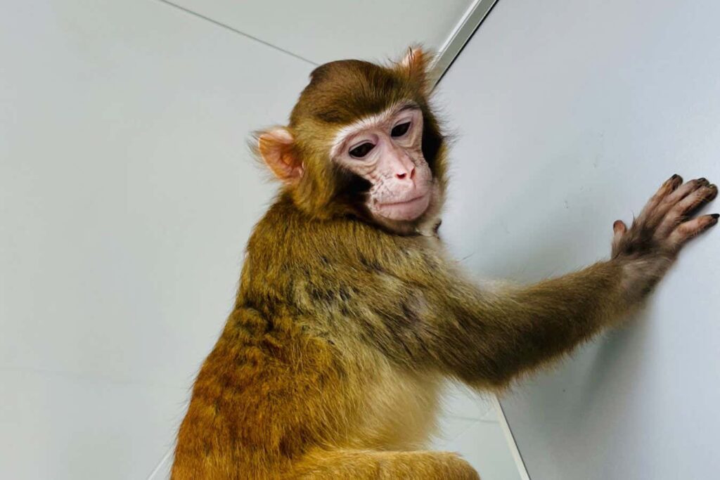 Has The Successful Cloning Of Monkeys Opened The Door To