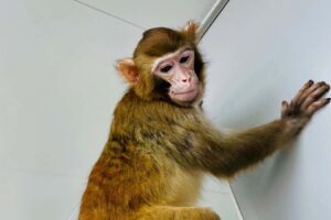 Has The Successful Cloning Of Monkeys Opened The Door To