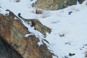 India's Initial Snow Leopard Study Shows That There Are Only