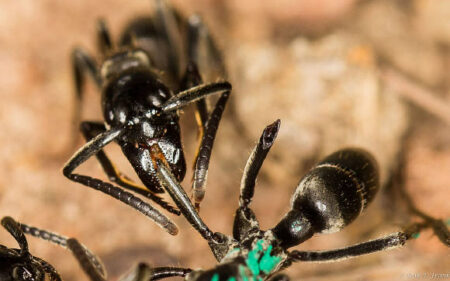 Matabele Ants Discovered To Use Antibacterial Compounds For Treating Infected