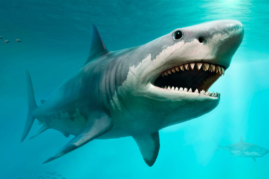 New Study Claims Megalodon Sharks Were Not As Powerful As