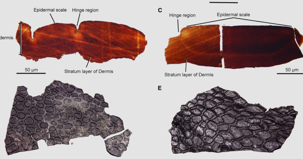 Oldest Fossilized Crocodile Like Skin Discovered By Scientists