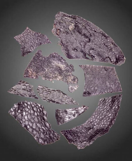 Oldest Fossilized Skin Preserved In 289 Million Year Old Cave System