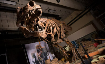 Possible Discovery of Dinosaur Bones in Africa Dates Back 1,000 Years Possible Discovery Of Dinosaur Bones In Africa Dates Back 1,000