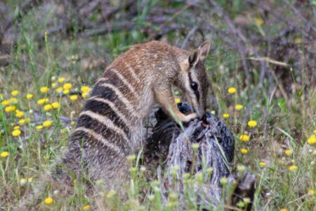 Possums In Australia Are Struggling With Extreme Heat Conditions