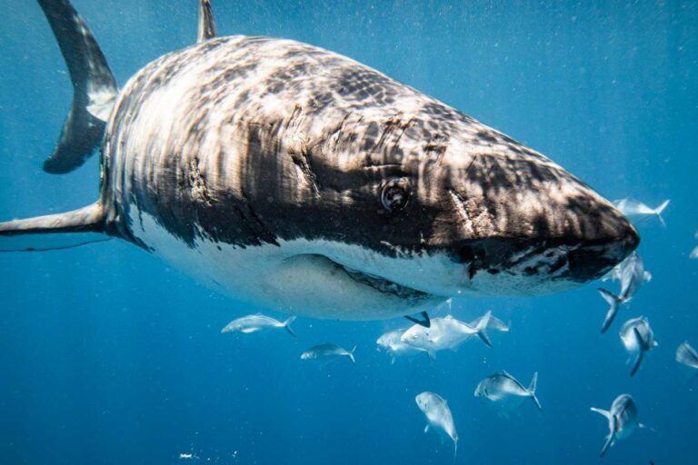 Preventing Sharks from entering the beach through Catch and Release methods. Preventing Sharks From Entering The Beach Through Catch And Release