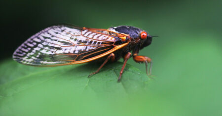 Rare Bizygotic Event In 2024 To Bring Billions Of Cicadas