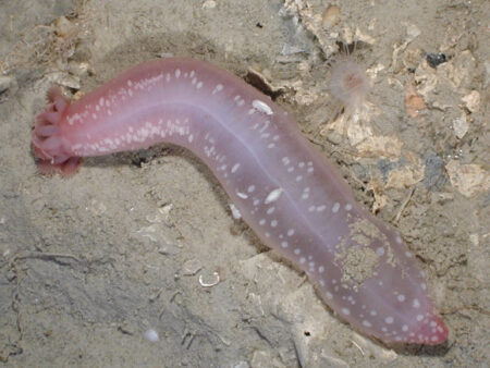 Researchers Map The Genetic Code Of Sea Cucumbers Residing In