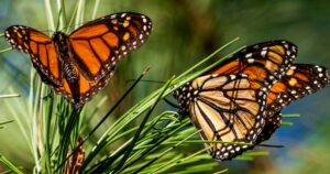 Researchers Report A 30% Decline In California's Western Monarch Population
