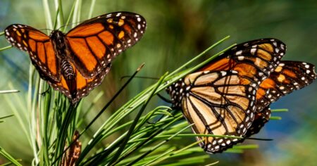 Researchers Report A 30% Decline In California's Western Monarch Population