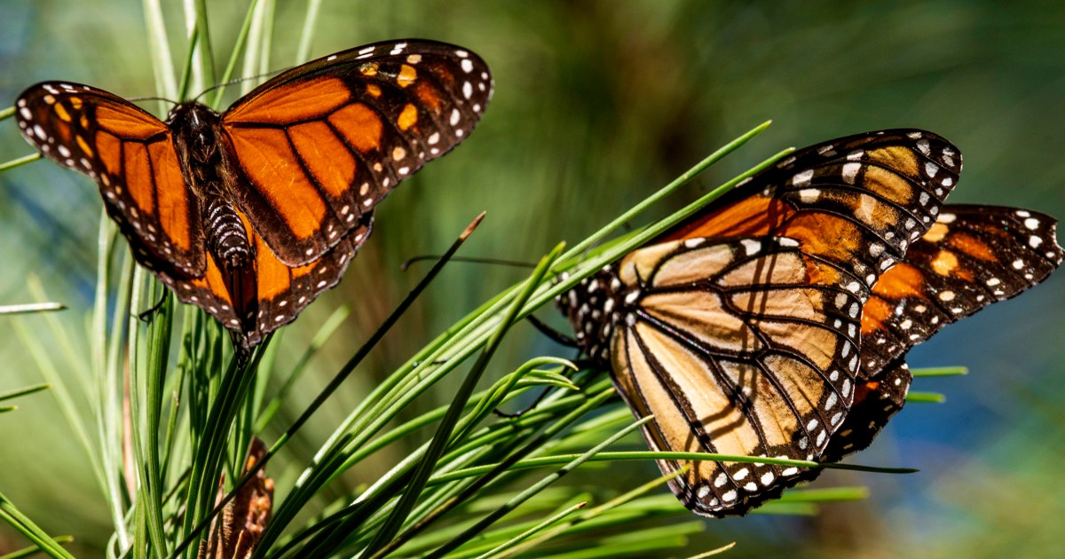 Researchers Report A 30% Decline In California's Western Monarch Population