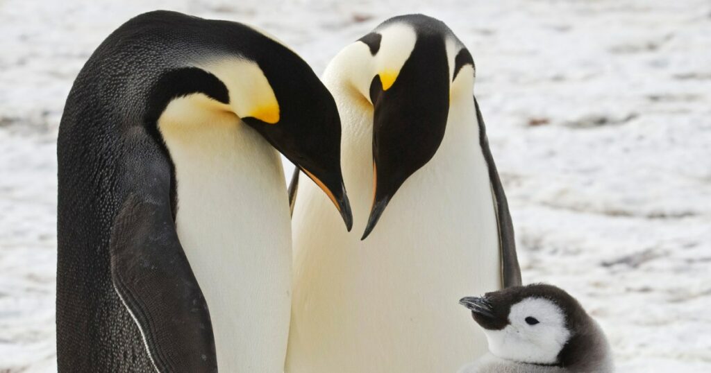 Scientists Uncover Four New Emperor Penguin Colonies In Antarctica Through