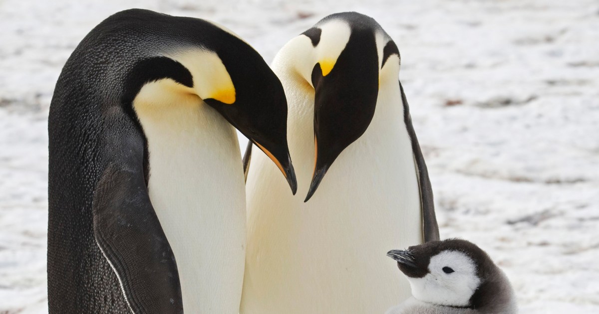 Scientists Uncover Four New Emperor Penguin Colonies In Antarctica Through