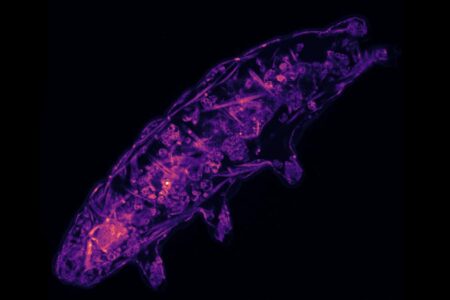 Scientists Have Made A Breakthrough In Understanding How Tardigrades Are