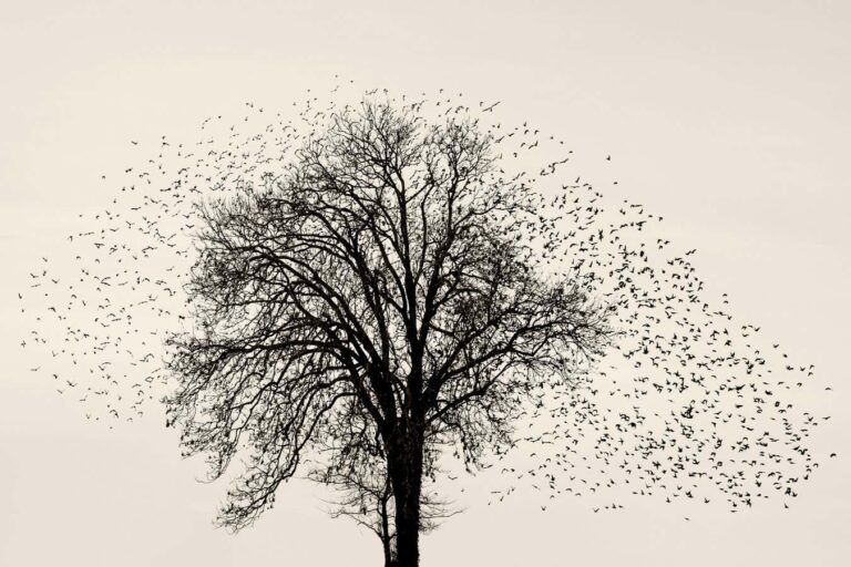Stunning Photos of Starlings Singing in Various Locations Throughout Europe Stunning Photos Of Starlings Singing In Various Locations Throughout Europe