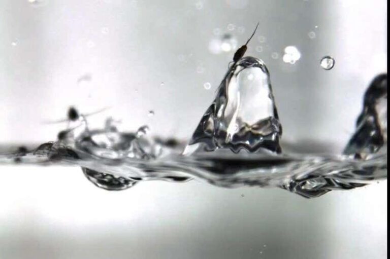 The Amazing Way Insects Survive Raindrops: A Stunning Slow-motion Video The Amazing Way Insects Survive Raindrops: A Stunning Slow Motion Video