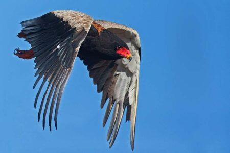 The Remarkable Decline of Predatory Birds in Africa Puts them at Risk of Extinction The Remarkable Decline Of Predatory Birds In Africa Puts Them