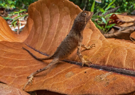 A newly discovered kangaroo lizard species found in India A Newly Discovered Kangaroo Lizard Species Found In India