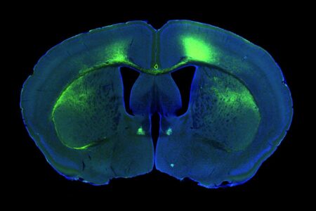 Ai Is Able To Detect The Position Of A Mouse