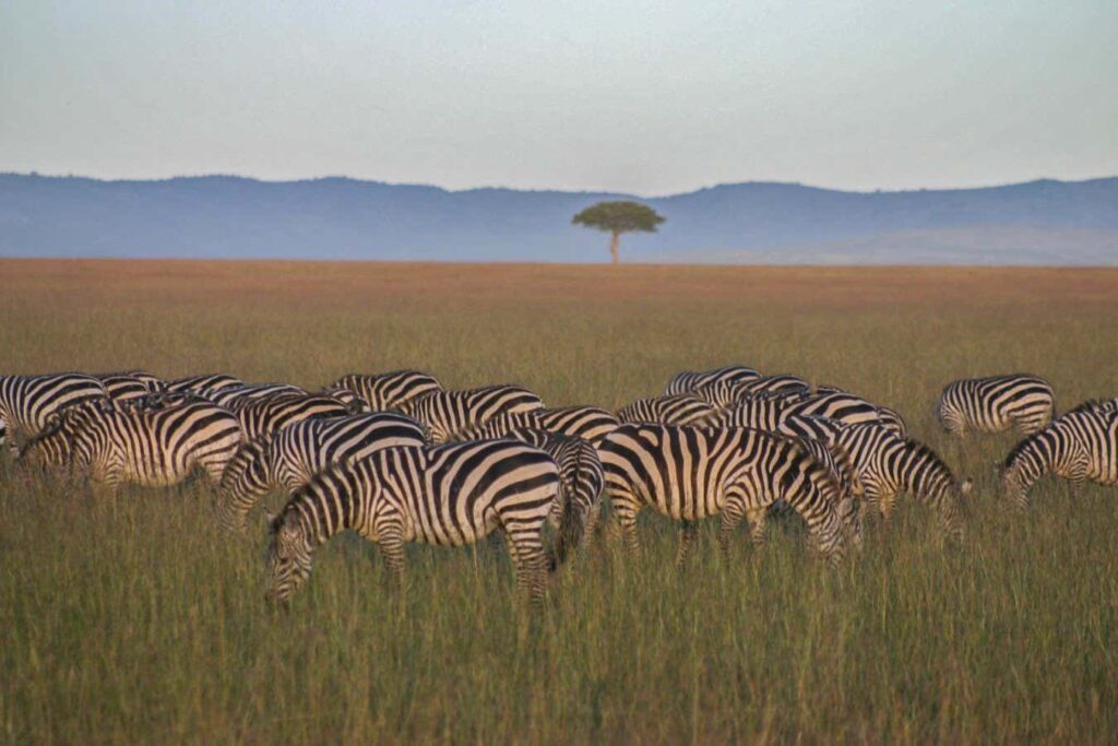 African Reforestation Initiatives May Harm Grasslands And Savannahs
