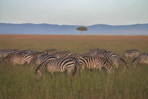 African Reforestation Initiatives May Harm Grasslands And Savannahs