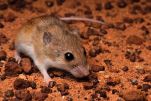 Australia Reveals The Discovery Of Two New Native Rat Species