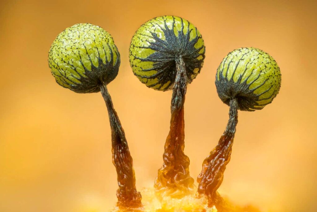Beautiful Fungi to be Entered into Photo Contest Beautiful Fungi To Be Entered Into Photo Contest