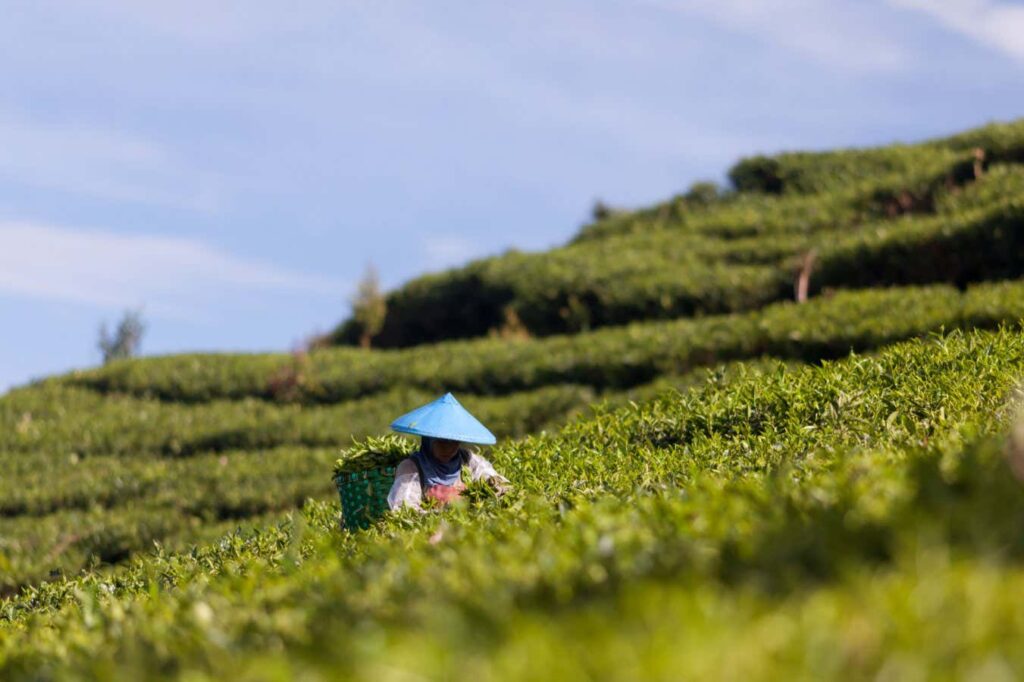 Beneficial Microorganisms In Plant Roots Enhance The Flavor Of Tea