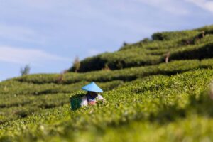 Beneficial Microorganisms In Plant Roots Enhance The Flavor Of Tea