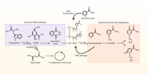 Breakdown Products Of Vitamin B3 In Excess May Increase The