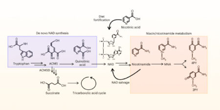 Breakdown Products Of Vitamin B3 In Excess May Increase The