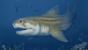 Confirmation Of Two Newly Discovered Carboniferous Ctenacan Shark Species In